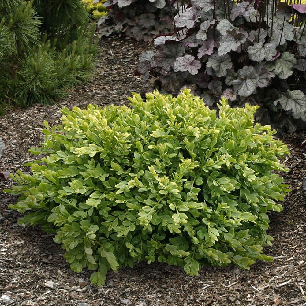 How to Grow and Care for Boxwoods