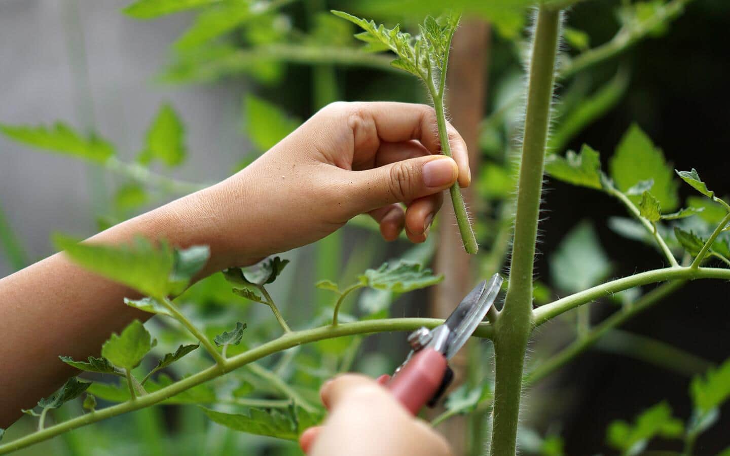 Gardener uses snips to prune suckers from tomato plant Gardener uses snips to prune suckers from tomato plant
