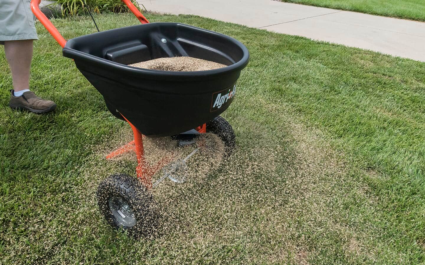 A person pushes a broadcast lawn spreader with grass seed over a lawn. A person pushes a broadcast lawn spreader with grass seed over a lawn.