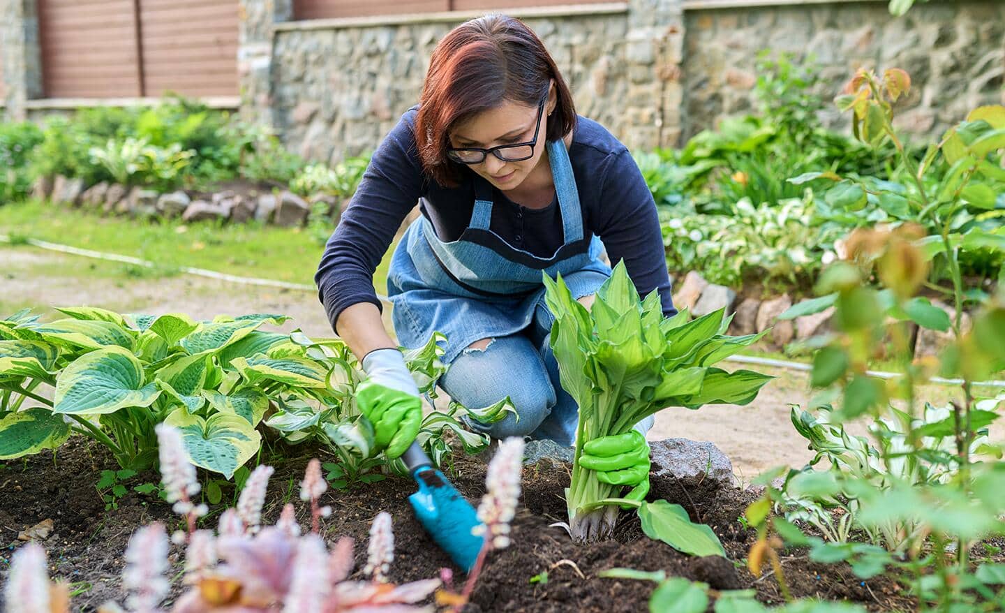 Gardener planting hostas in a flower bed