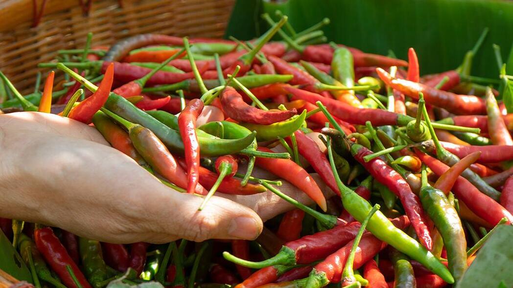 How to Grow Peppers