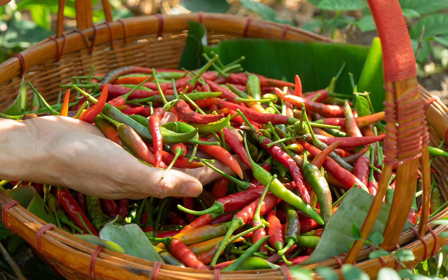 How to Grow Peppers