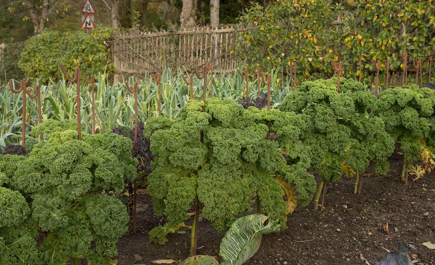 A row of kale in a vegetable garden