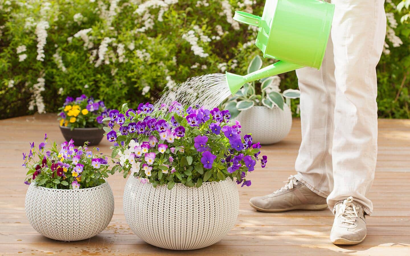 Gardener waters a pot of petunias with a watering can