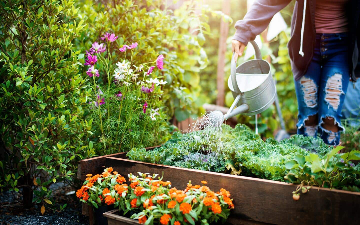 A person watering a fall garden's assorted vegetables with a metal pitcher.