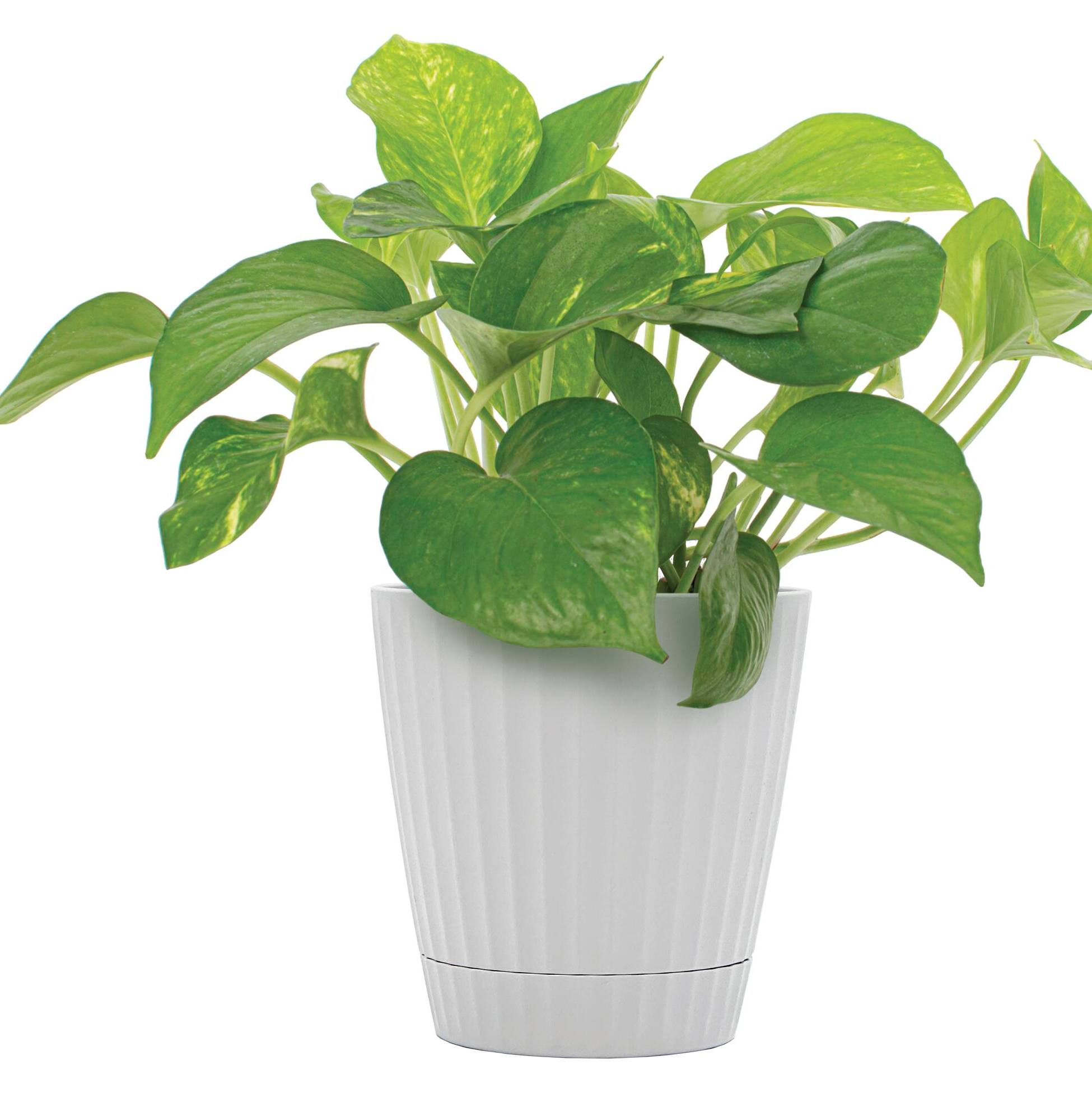Image for Shop Pothos Plants