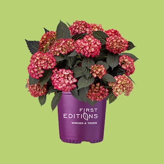 UP TO 20% OFF Select Online Outdoor Plants