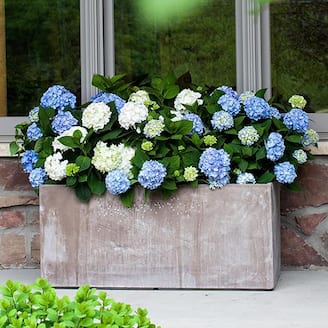Was $20.17 $17.97 Each Endless Summer® Gallon Hydrangea