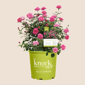 Knock Out® Gallon Rose Bush