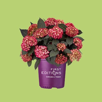 UP TO 20% OFF Select Online Outdoor Plants