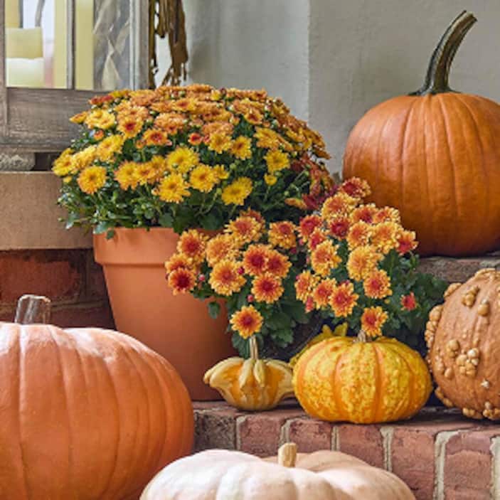 Fall DIY Guides
