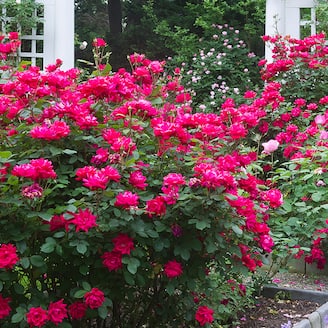 $17.97 Gallon Knock Out Rose