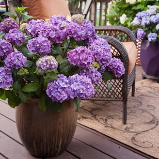 Gallon Endless Summer® Hydrangea