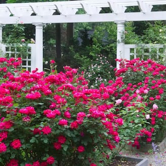 Knock Out® Gallon Rose Bush