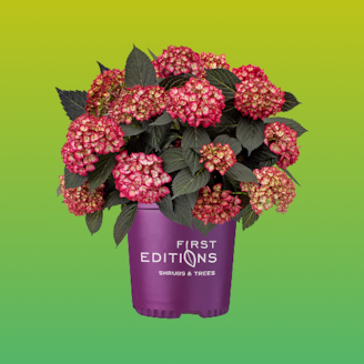 UP TO 20% OFF Select Online Outdoor Plants