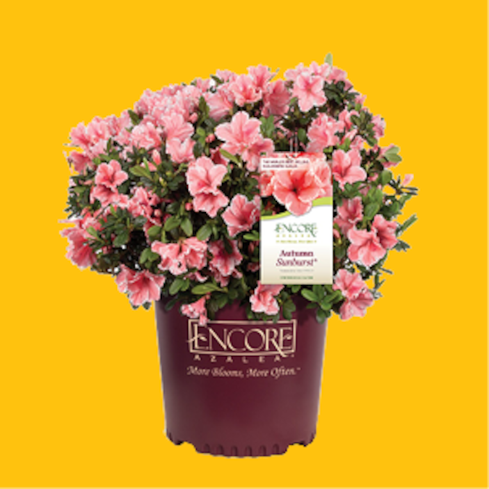 Garden Center